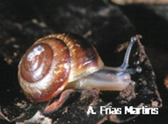 Leptaxis drouetiana (Morelet, 1860)